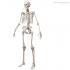 شرح كامل للهيكل العظمي للإنسان