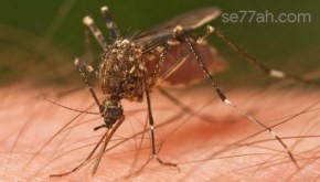 ما هي أعراض الملاريا
