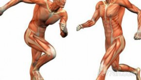 طرق وقاية الجهاز العضلي
