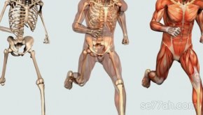 عدد العظام الموجودة في جسم الإنسان