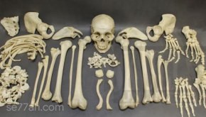 كم عدد عظام الإنسان