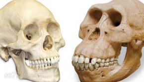 ما عدد عظام الجمجمة