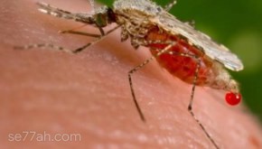 ما هي عوارض الملاريا