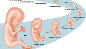 مرحلة ماقبل الحمل والإخصاب