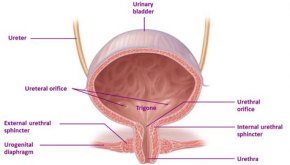 التهاب الاحليل والمثانه