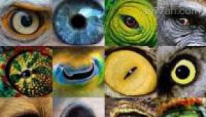 تطور العين