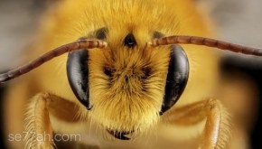 لسعات النحل و الدبابير و تخفيف أثرها