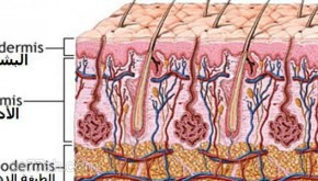ماذا نسمي الطبقة الداخلية من الجلد