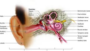 أجزاء الأذن ووظائفها
