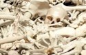 ما هو عدد عظام جسم الانسان