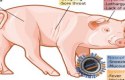 ما هي انفلونزا الخنزير