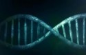 كيف تحدث عملية تضاعف DNA