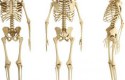عدد العظام في جسم الإنسان