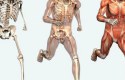 ما هو عدد العظام الموجودة في جسم الإنسان