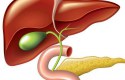 كيف التخلص من دهون الكبد