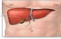أين يقع مكان الكبد في جسم الإنسان