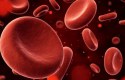 أهمية الدورة الدموية