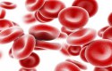 أين تنتج خلايا الدم الحمراء