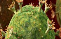 ما الاسم العلمي لفيروس نقص المناعة