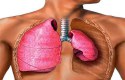 تعريف ومكونات الجهاز التنفسي