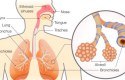 مكونات الجهاز التنفسي عند الإنسان
