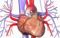 الكوليسترول وامراض القلب