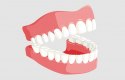 مما تتكون الأسنان ؟