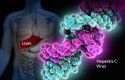 طرق انتقال فيروس التهاب الكبد الوبائي فيروس سي