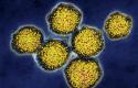 كيف نمنع انتشار فيروس ( سى) التهاب الكبد الوبائي