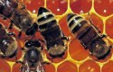 طريقة استخدام غذاء ملكات النحل