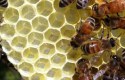 فوائد صمغ النحل