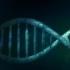 كيف تحدث عملية تضاعف DNA