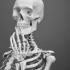 كم عدد العظام الموجودة في جسم الإنسان