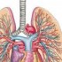 مقال عن الجهاز التنفسي