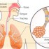 مكونات الجهاز التنفسي عند الإنسان