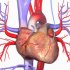 الكوليسترول وامراض القلب