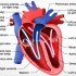 كيف يعمل القلب ؟