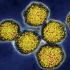 كيف نمنع انتشار فيروس ( سى) التهاب الكبد الوبائي
