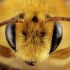 لسعات النحل و الدبابير و تخفيف أثرها