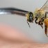 كيفية التداوي بسم النحل