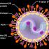 ما هو الفيروس المخلوي التنفسي ؟ ومدى خطورته ؟